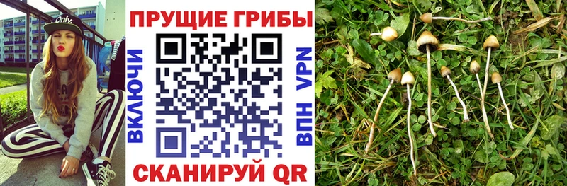 где можно купить наркотик  Камешково  Галлюциногенные грибы MAGIC MUSHROOMS 